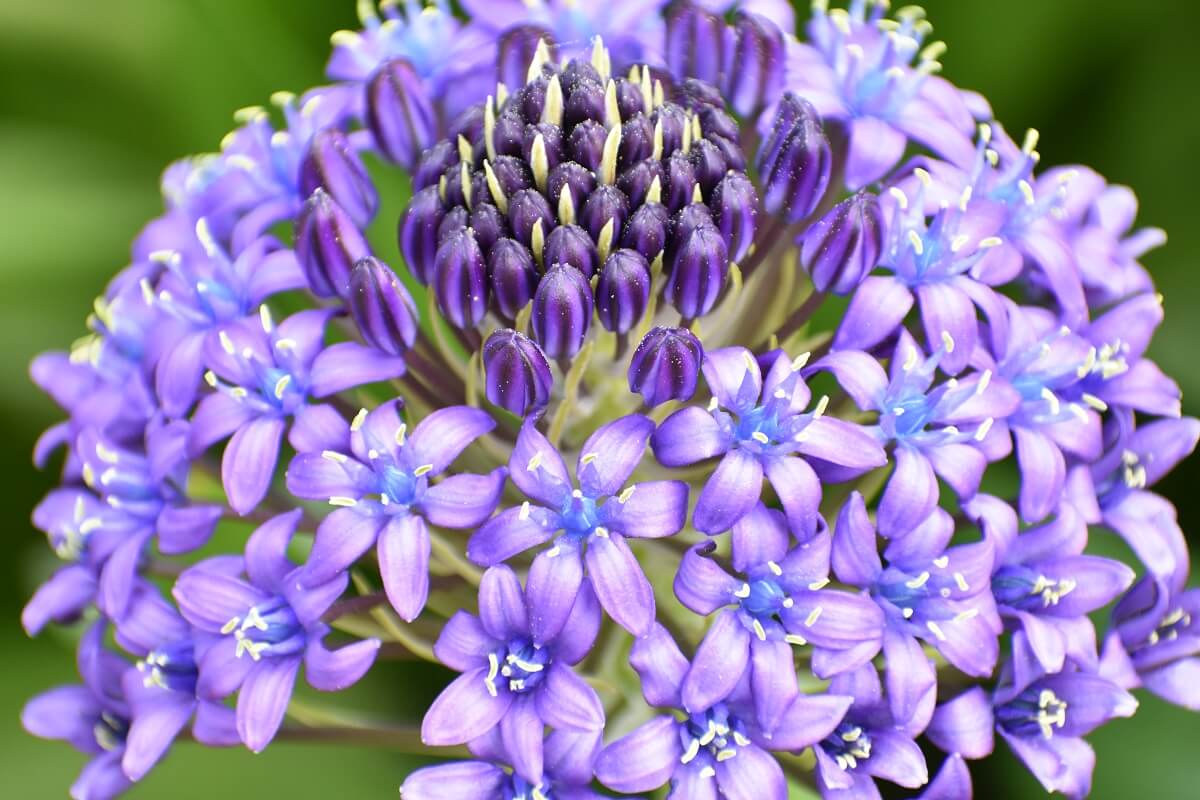 fleurs, apaise