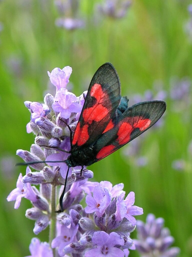 Papillon sur une fleur